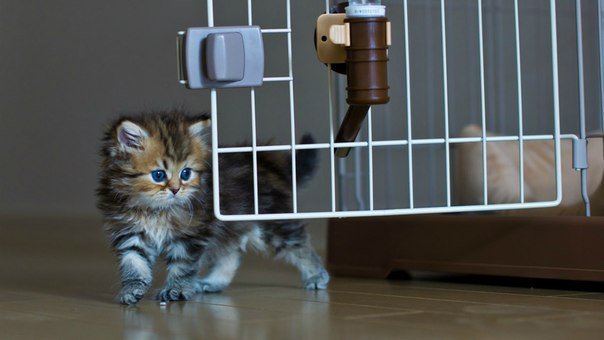 №252709 - оригинал