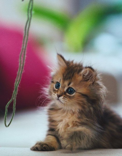 №252712 - оригинал