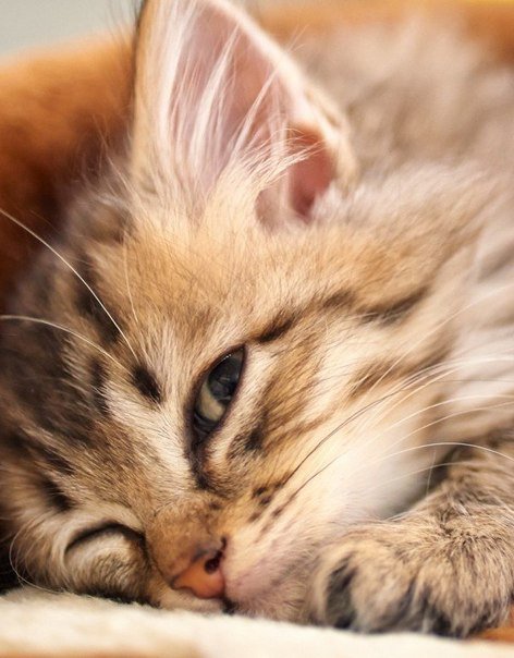 №252715 - оригинал