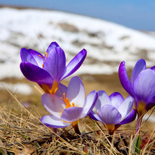 Схема вышивки «подснежники»