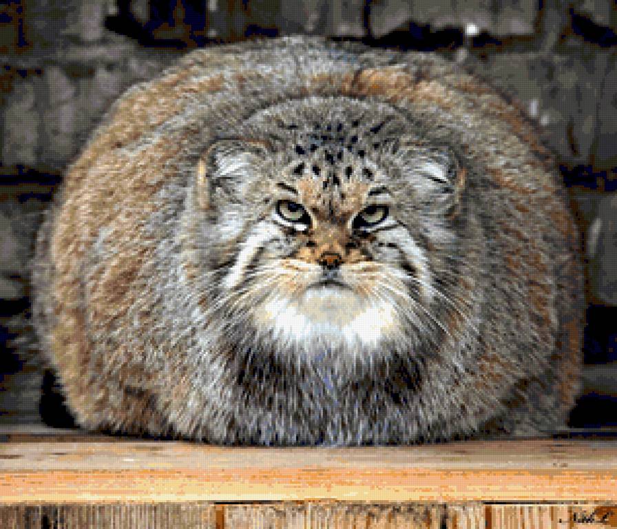 Шарокот - кот - предпросмотр