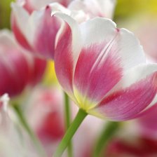 Схема вышивки «Тюльпан»