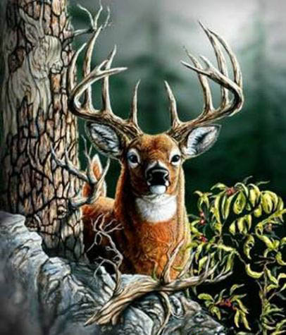 Олень - природа, животные, олень - оригинал
