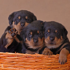 Схема вышивки «№253367»