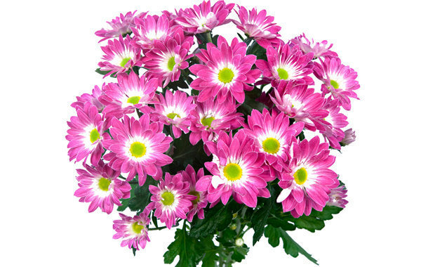 Очень красивые цветочки) - flowers, цветы - оригинал