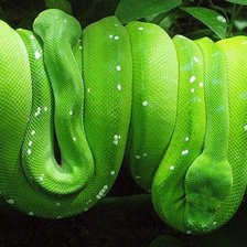 Схема вышивки «Зеленый змей»