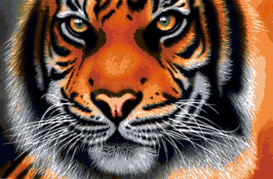 тигр - хищники, тигры, животные, взгляд, кошки - предпросмотр