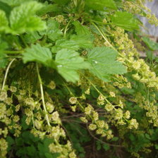 Схема вышивки «№253622»