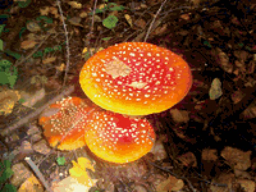 грибы - предпросмотр