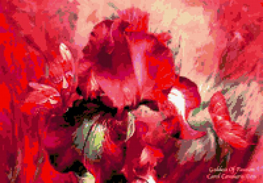 красный ирис - цветы ирис картина - предпросмотр