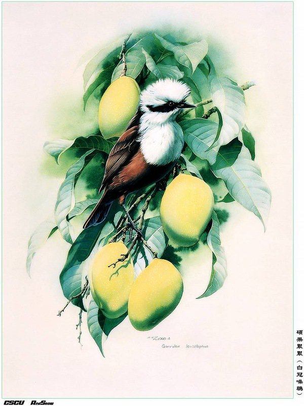 птичка - природа картина птица - оригинал