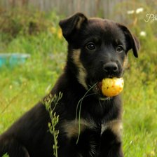 Схема вышивки «собака»