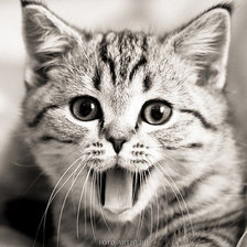 Схема вышивки «№253673»