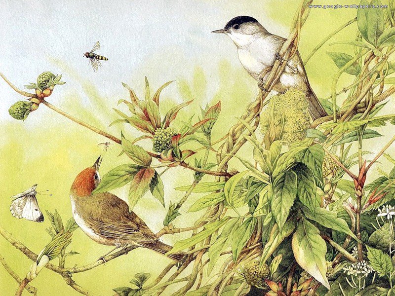 беседа птиц - природа птицы картина - оригинал