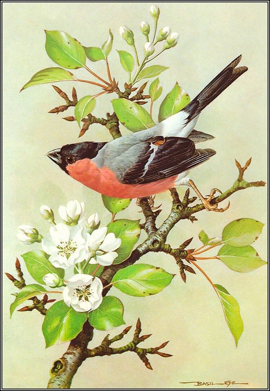 весенний день - природа птица картина ветка цветы - оригинал