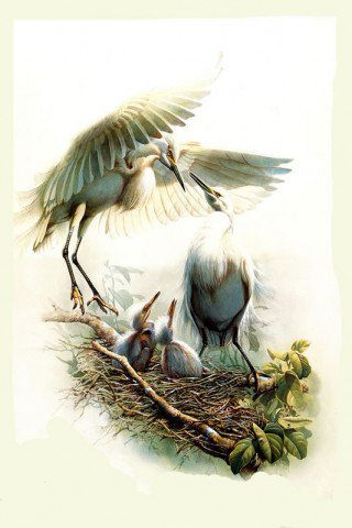 семья аистов - природа картина аисты птицы - оригинал