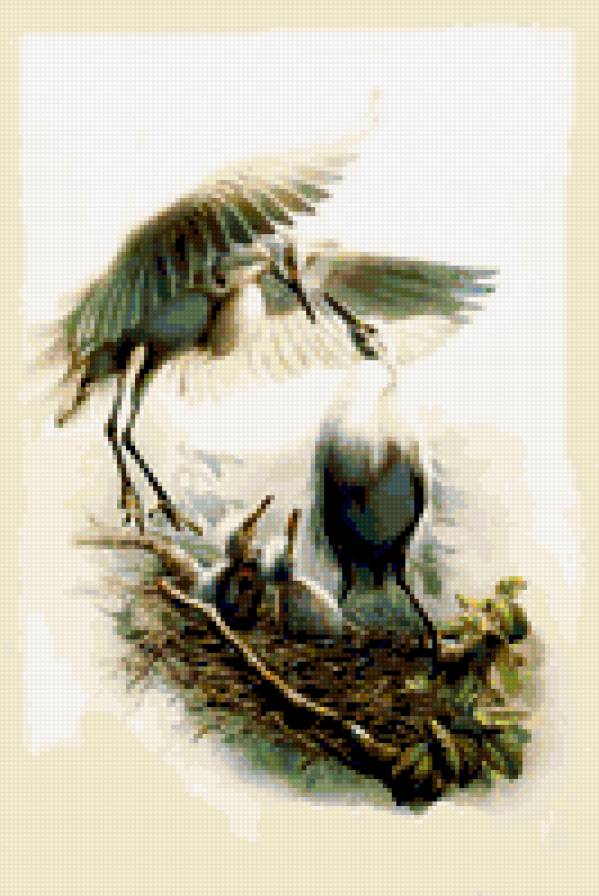 семья аистов - природа картина аисты птицы - предпросмотр