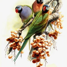 Оригинал схемы вышивки «попугаи на ветке» (№253693)