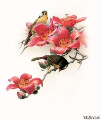птицы и цветы - природа картина птицы цветы - оригинал