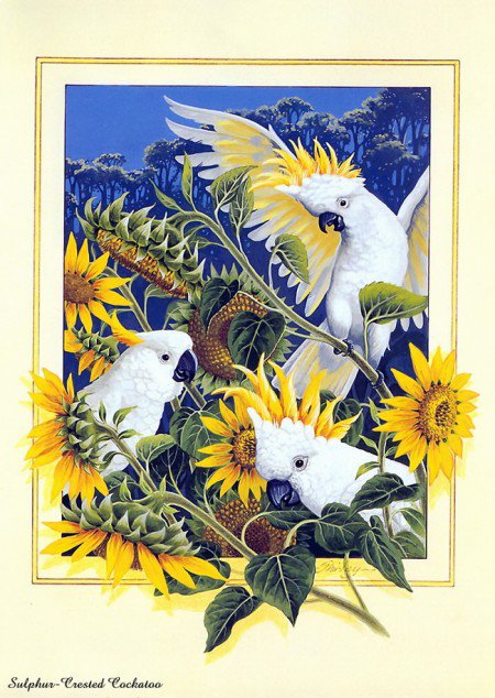 попугаи и подсолнухи - природа картина птицы попугаи цветы подсолнухи - оригинал