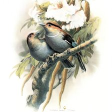 Схема вышивки «птички»