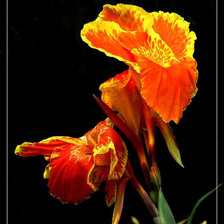 Схема вышивки «№253877»