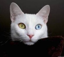 Схема вышивки «№253893»