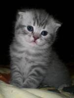 Схема вышивки «№253900»