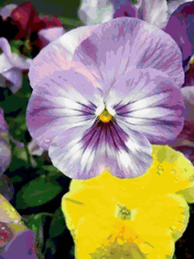 анютины глазки - цветы, анютины глазки - предпросмотр