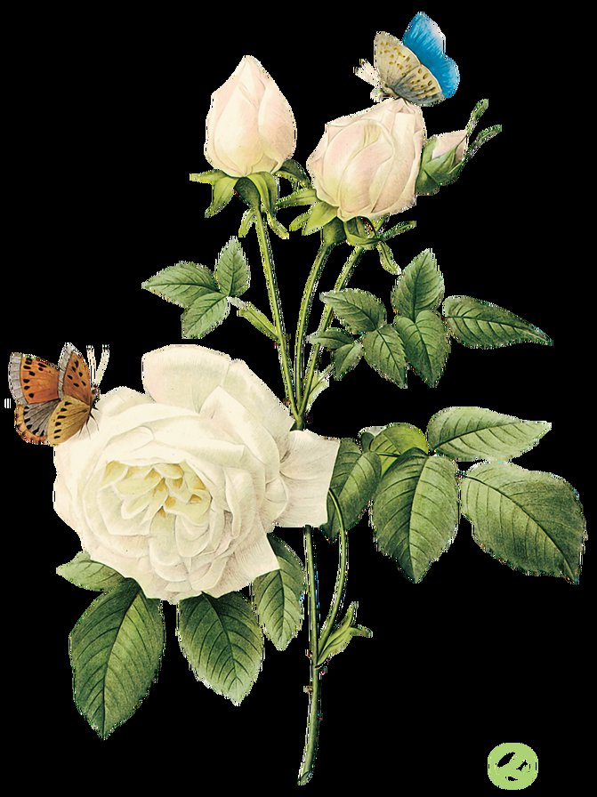 Серия "Букет" - букет, розы, цветы, бабочки - оригинал
