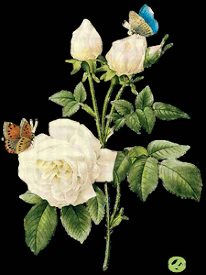 Серия "Букет" - бабочки, букет, розы, цветы - предпросмотр