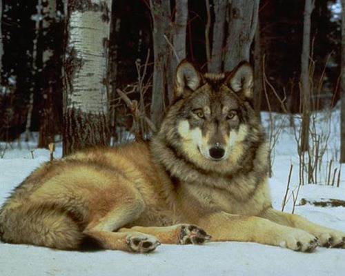 0051 - природа, красота, волки, зима, лес, волк - оригинал