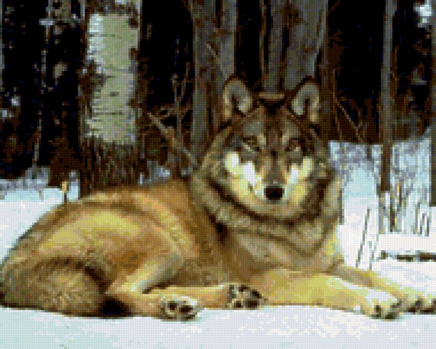 0051 - лес, зима, красота, природа, волки, волк - предпросмотр