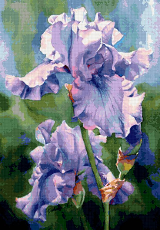 ирисы - ирисы, цветы - предпросмотр