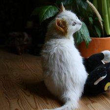 Схема вышивки «белый котёнок»