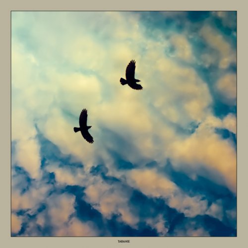 птицы - оригинал