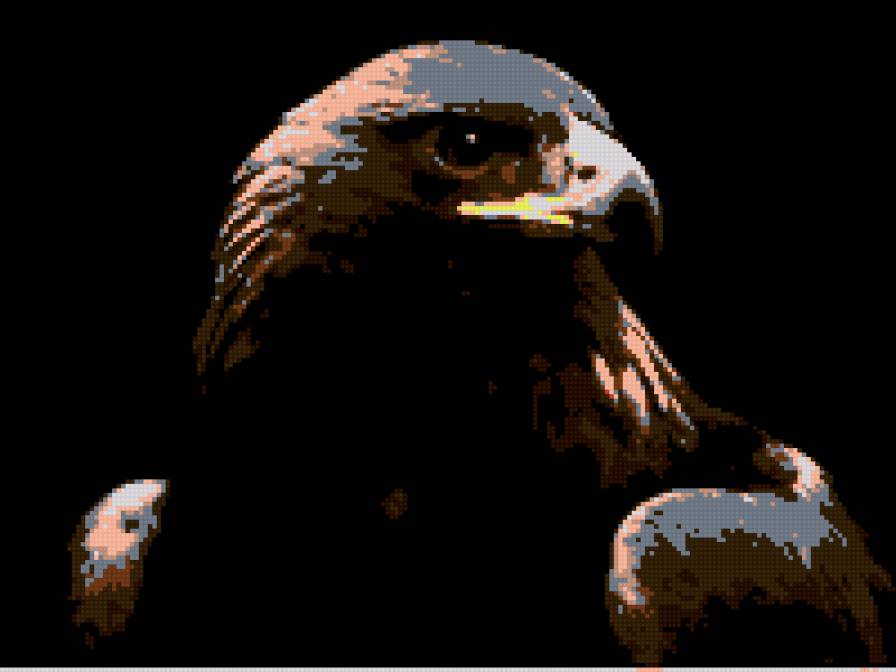 птица - орел, птица, коршун - предпросмотр