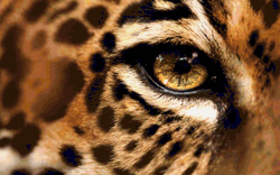 Глаза Ягуара - взгляд, глаза, кошки, дикие кошки, ягуар - предпросмотр