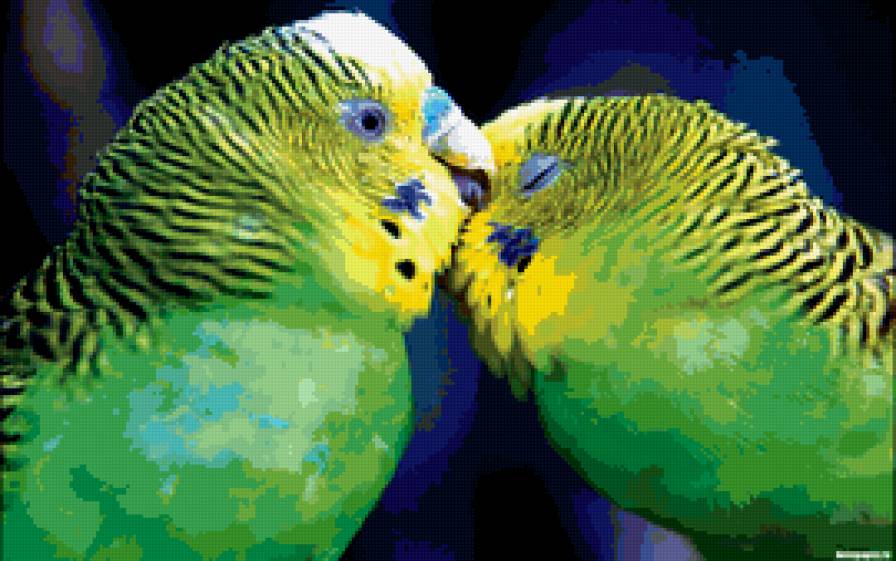попугайчики - птица, любовь, 270*170, поцелуй - предпросмотр