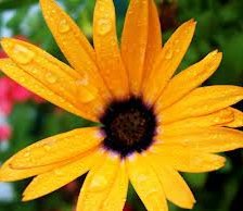 Схема вышивки «№255053»