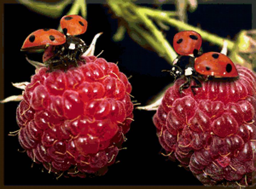 №255188 - малина, божья коровка - предпросмотр