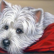 Схема вышивки «Лежачий вест- хайленд»