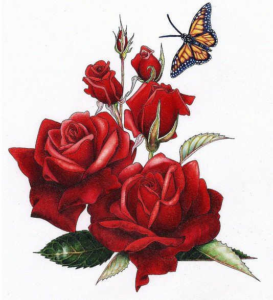 розы - роза, бабочка, цветок, цветы - оригинал