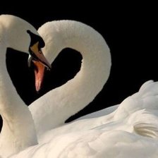 Схема вышивки «лебеди»