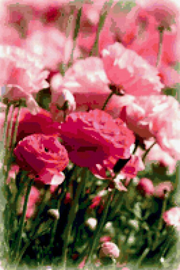 розы - розы, цветы - предпросмотр