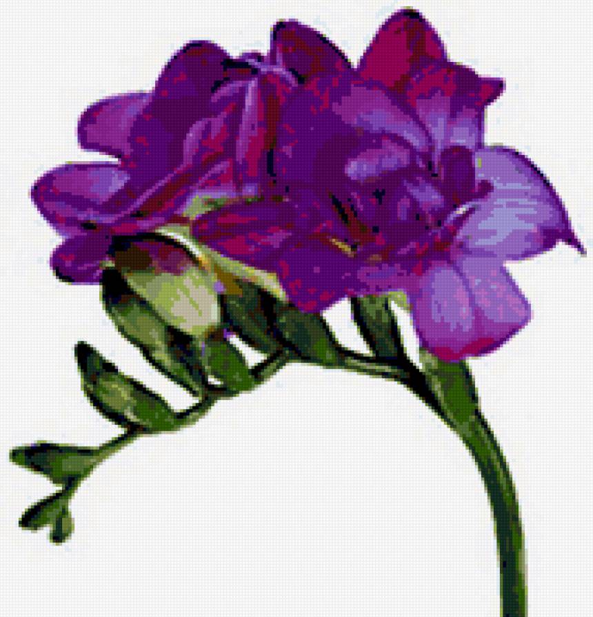 фрезия - цветы фрезия - предпросмотр