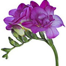 Схема вышивки «фрезия»