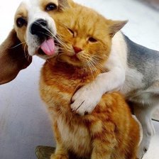 DOG&CAT