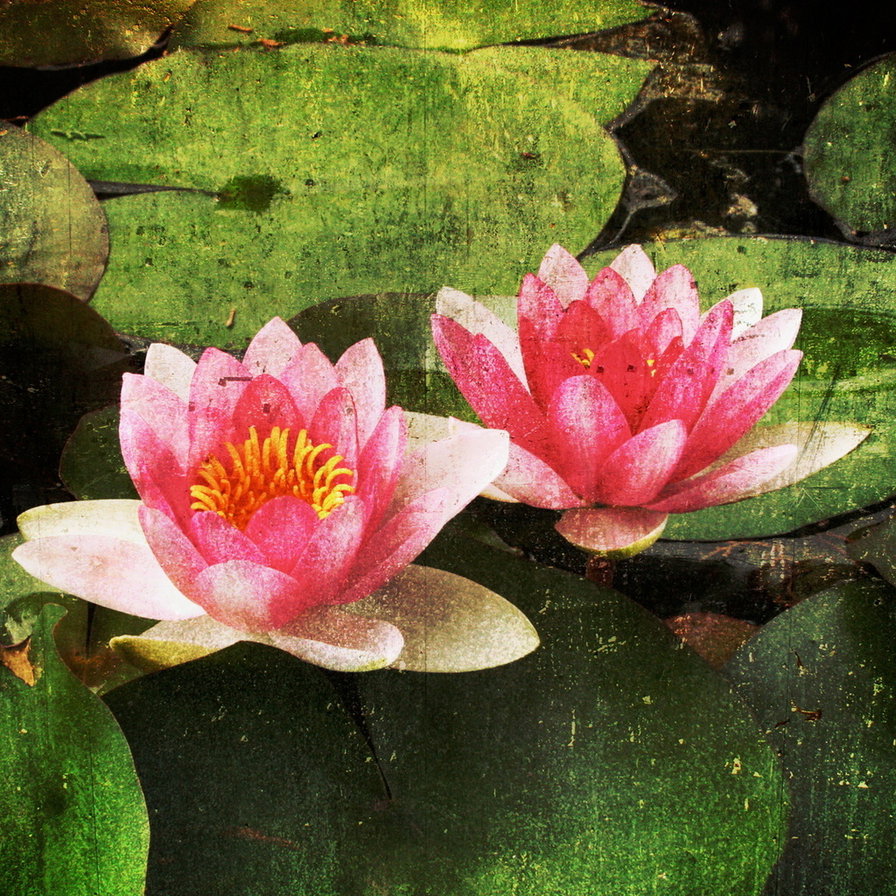 лотосы - цветы картина лотосы - оригинал