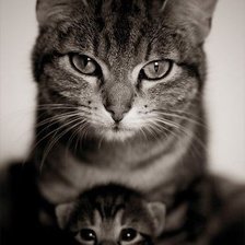 Схема вышивки «КОШКА»